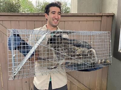 Athens-Clarke raccoon trapping